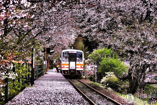 北海道樱花季,日本旅游必购清单