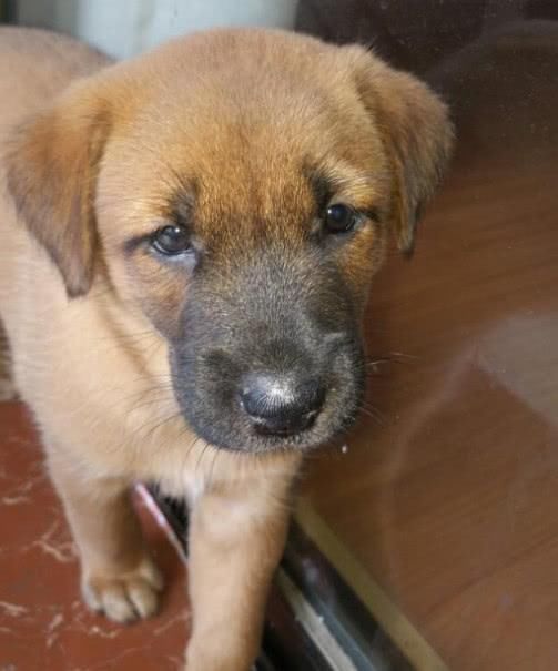 路遇一只中华田园犬,网友想带回家养,闺蜜阻拦