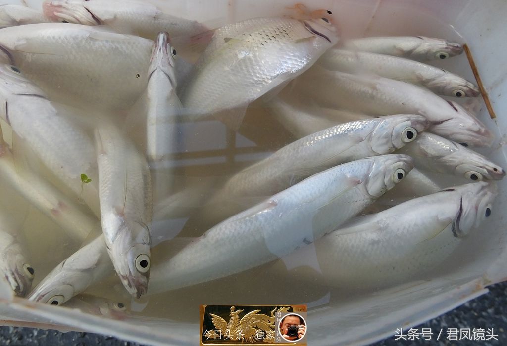 广东:北江成钓鱼爱好者的乐园!鱼儿上钩多,钓鱼是杀生吗?