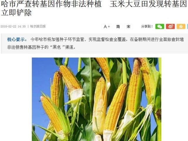 黑龙江重点封堵吉林、辽宁转基因种子“黑渠道”