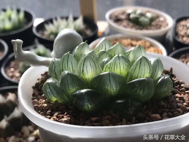 夏天多肉养不活?那是因为你搞不懂这几点,速看