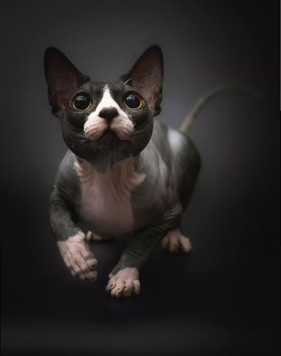 平时激萌可爱的喵星人 为啥照片上看起来那么