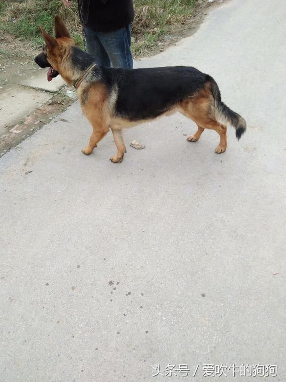 这才是老版平背德牧!现在民间大多是弓背了,锤