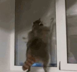 爆笑GIF: 只有养狗的人才懂洗狗的痛!