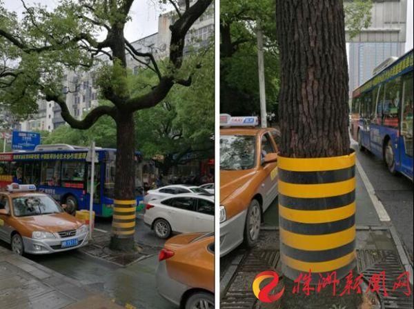 是救治还是移栽？新华桥桥头这四棵老樟树向市民求救