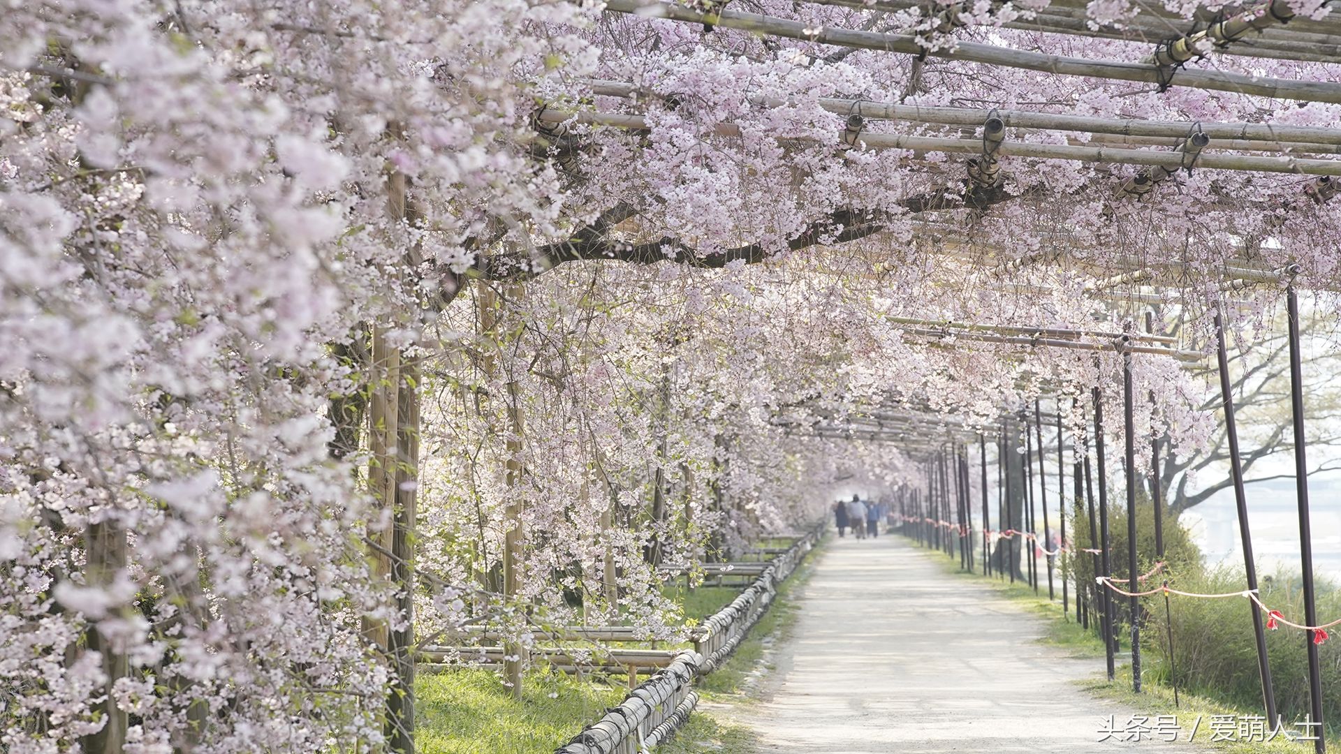 去日本看樱花,这4个地方情侣一定不能错过,错