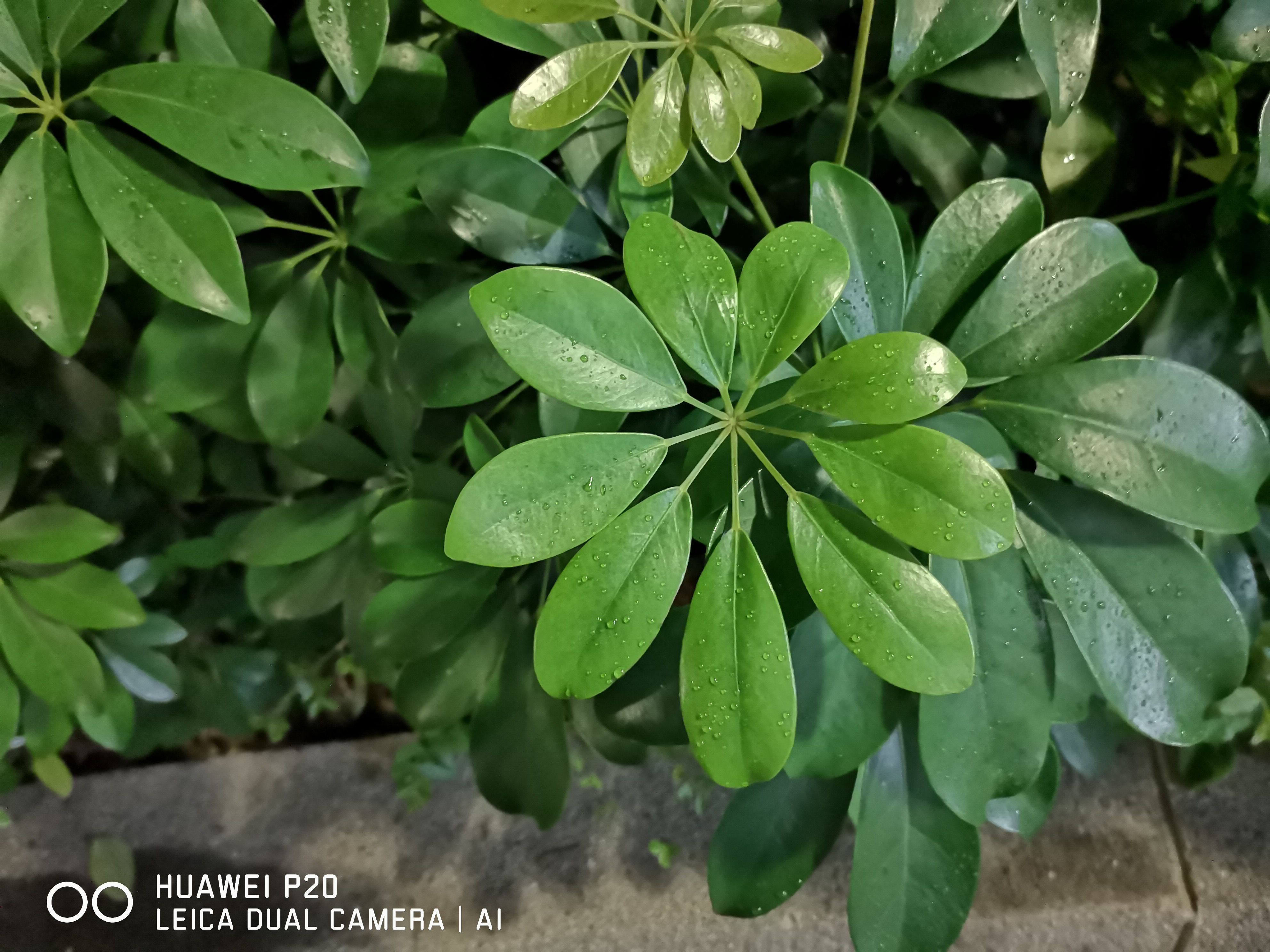 魅族15、华为P20:同款Sony IMX380 COMS,拍