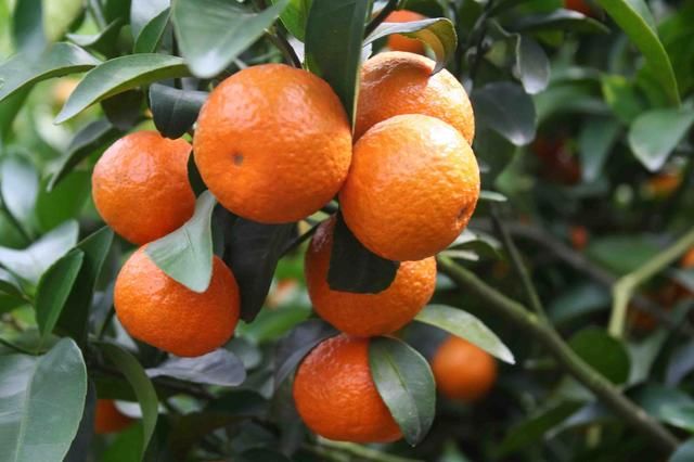 你知道柑和橘的区别在哪里吗?你又知道桔和橘