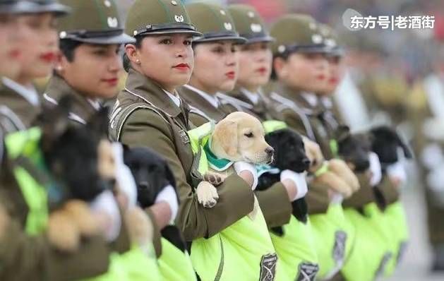 智利阅兵仪式上，女警竟怀抱小狗一同参加?真相令人肃然起敬!