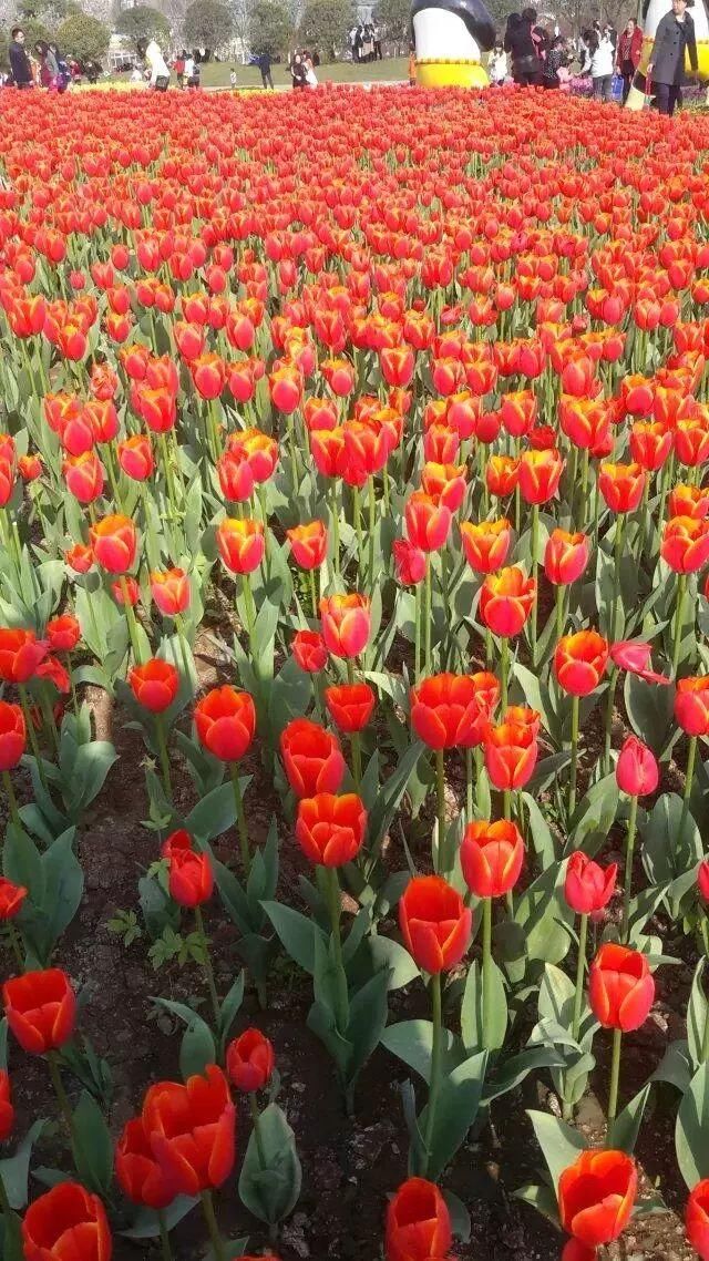 浮生如梦:与花缠绵 爱在春天|品读