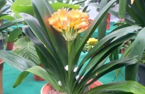 花没有肥料怎么养