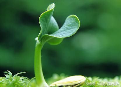 金融经济考研:高鸿业《西方经济学》复习方法