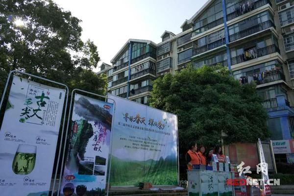 采春茶游苗寨 古丈茶旅正当时