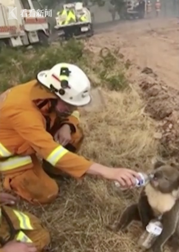 澳大利亚考拉喝水视频