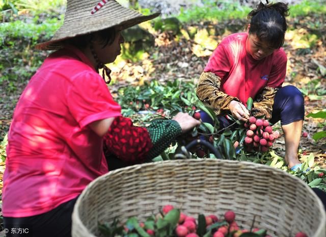 荔枝开摘了！粤西最全荔枝园农家乐情报分享 广东吃货约起！