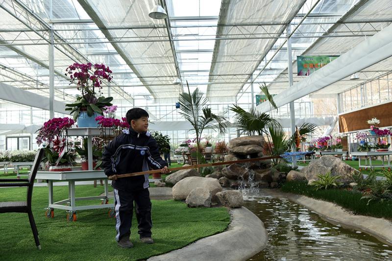 蝴蝶兰花卉基地总经销 t010647a32e9c4ab3bf.jpg?size=800x533
