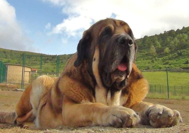 世界大型犬品种,除了这几种,你还了解哪些?