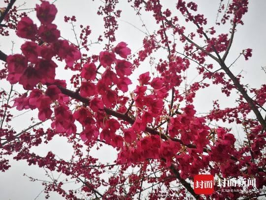 樱花开了！中江辑庆一座山都被染红了