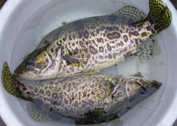 退伍军人回家后创业,养殖桂花鱼,价高好销,每斤