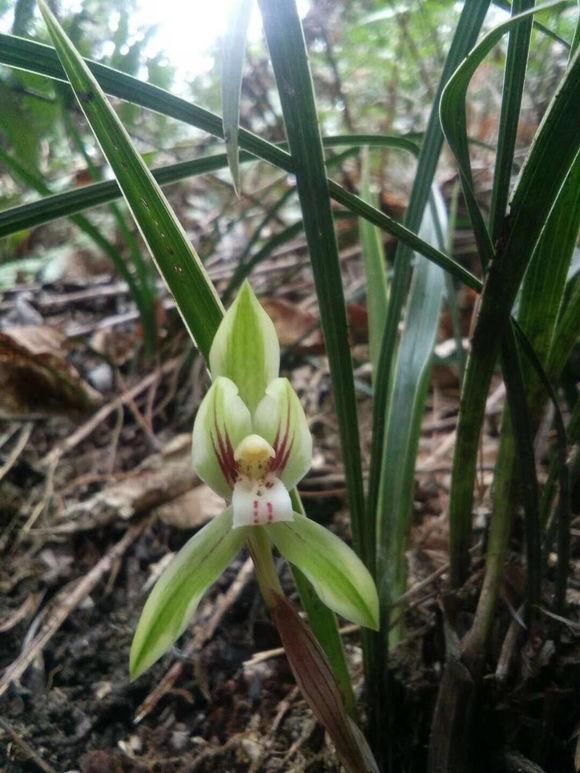 养兰花只需记住这3点，新芽冒得快，年年都开花，轻松爆盆！