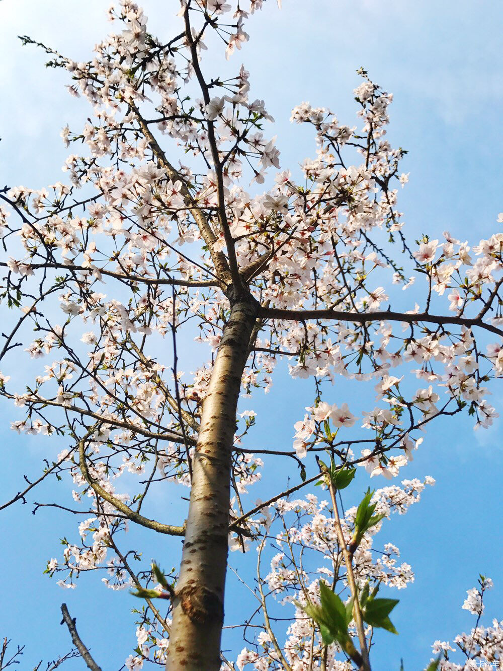 【春之彩】又是一年樱花烂漫时