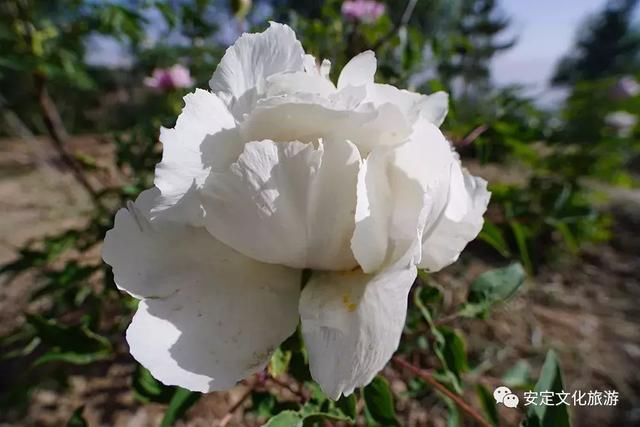 安定：西岩牡丹醉游人，花开时节动凤城