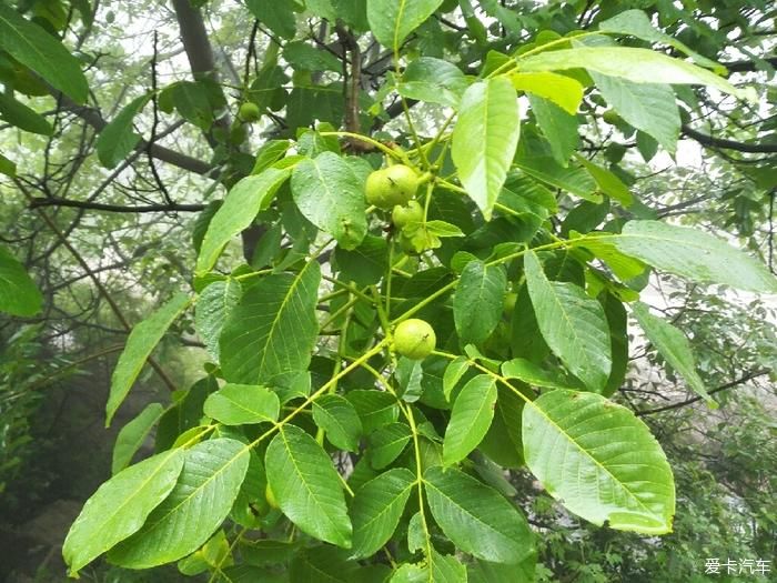 陕西福特车队秦岭大峪自驾游汇报帖