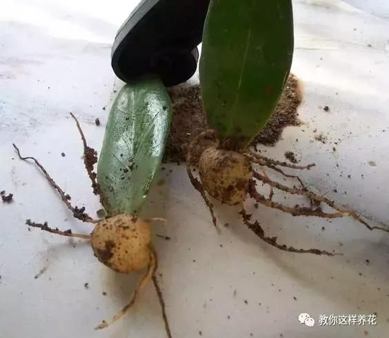 蹭掉的叶子丢盆里,呼呼长出一堆苗,1年疯长1盆