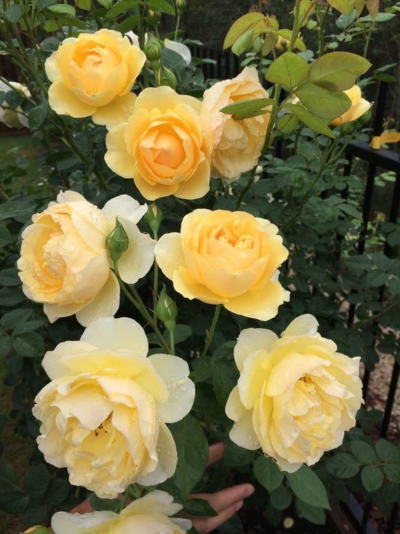 月季只长花苞不打开,气得我把它们都剪了,二叔