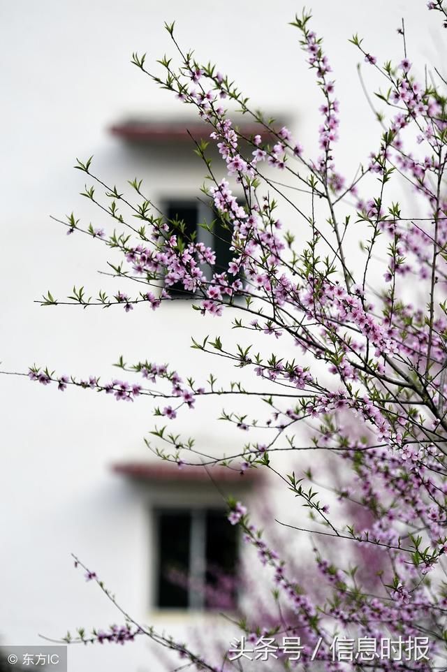 广东那么多桃花节,踏春寻花正当时,你怎么还不去看看?