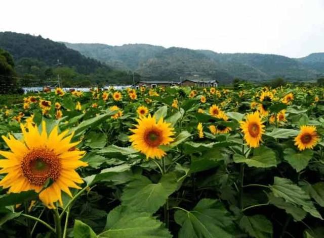 清远百亩向日葵惊艳绽放，还有七彩花田、漂流…… 现在来刚刚好