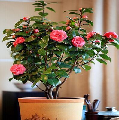室内花卉名大全 t01087c54de9be202c3.jpg