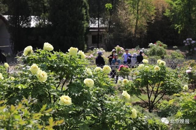 五一北京各景区都人从众?不妨来植物园这条冷