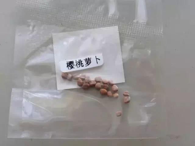 教你省钱的阳台蔬菜种植方法，简单方便，邻居看了都忍不住夸！