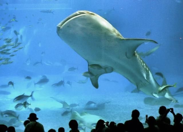 五一四天假期,济州岛高性价比亲子游推荐!