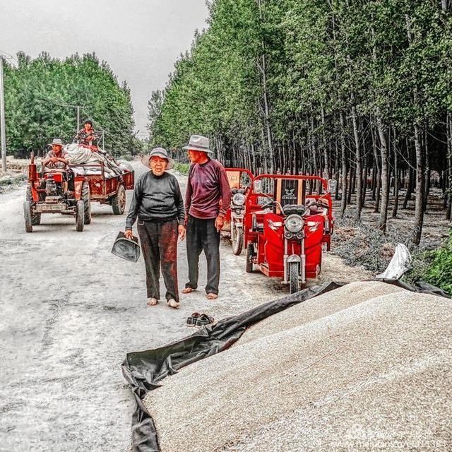 河南许昌：建安区陈曹乡金色的麦 丰收在望徐永华收麦摄影作品