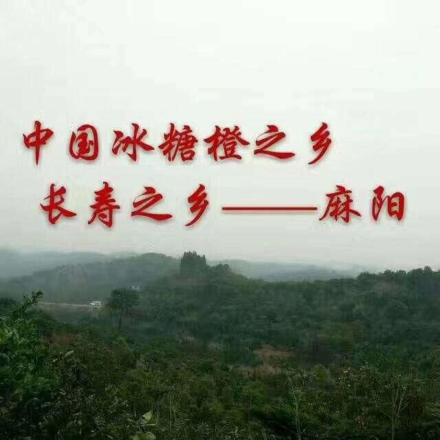 南方有种奇橙，长在中国长寿之乡，果农移植后名气却赛过原产地？