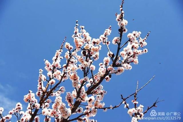 春天来了，一起去留坝太子岭看花吧！