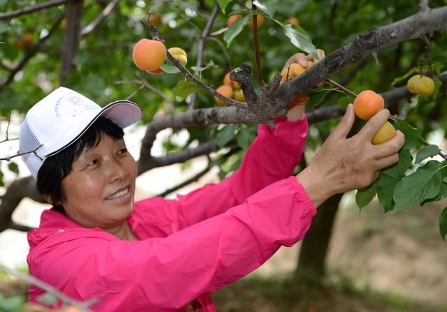 陕西：太平红杏引客来