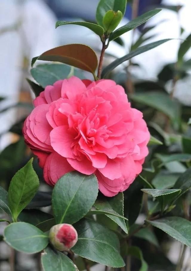 有钱任性！土豪们最爱选的庭院树，你选对了吗？