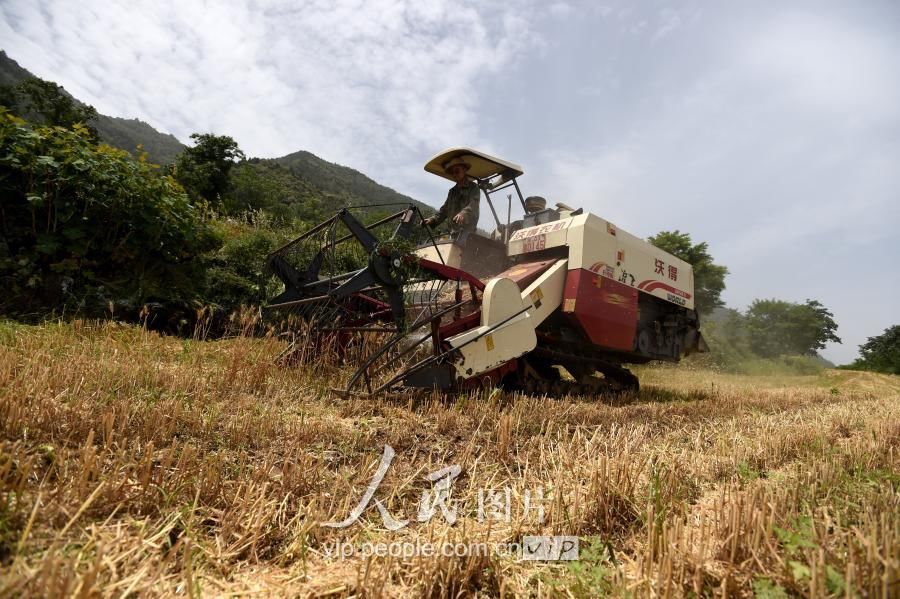 西安:秦岭山地抢收小麦