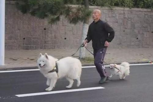 国家关于小区养狗规定