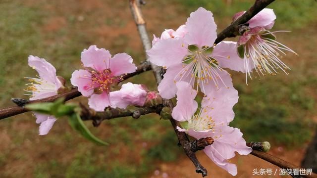 深圳踏青：莲花山公园的桃花正在绽放 你到底约不约？