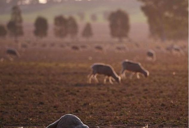 澳大利亚被烧了