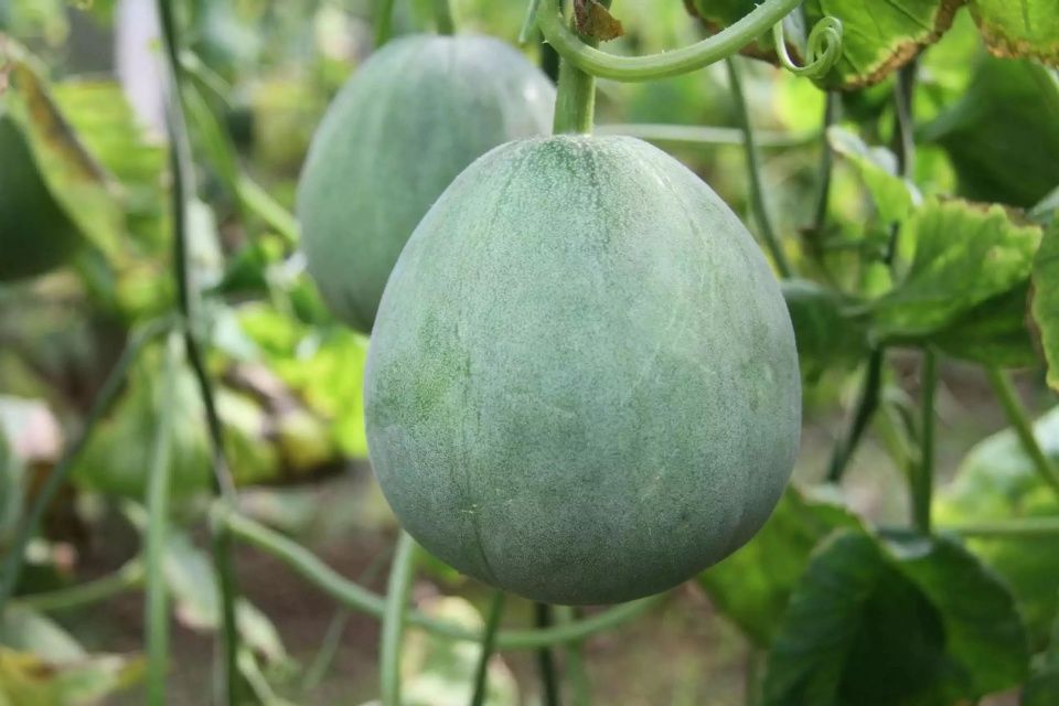 受国家保护!河北这30县市因其特产闻名全国!为