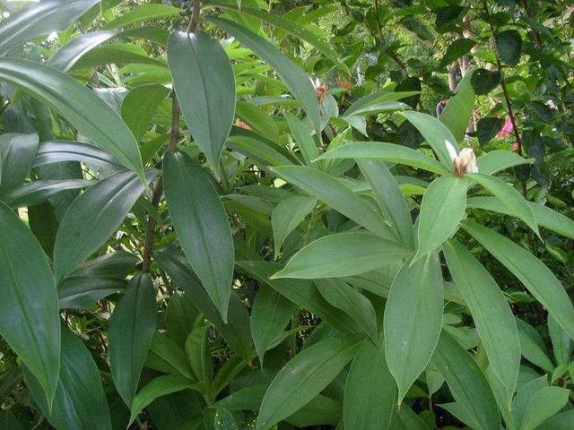 乡下这种野菜，遇雷电天气就疯长，人称“雷震子”，泡酸菜是一绝