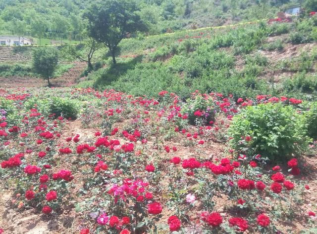 邯郸涉县东山上住着一位 狐仙 ,有花为证!_【快