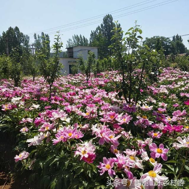 莱芜市高庄街道，缺吃少喝炼芹菜，“明利”蔬菜惹人爱