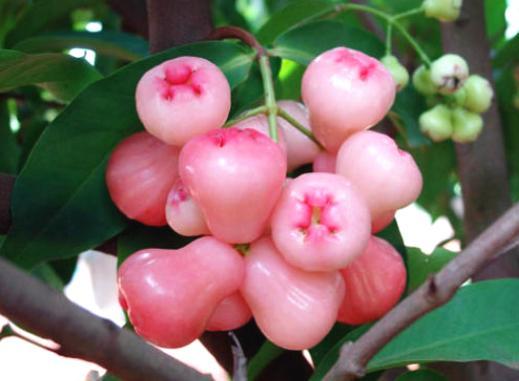 咳嗽痰多老不好?别只会蒸梨吃,常用此果煮水,