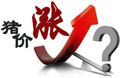猪价连续猛涨11天因何故?后续行情仍旧不容乐观!